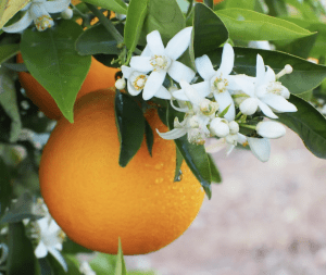fleur d'oranger